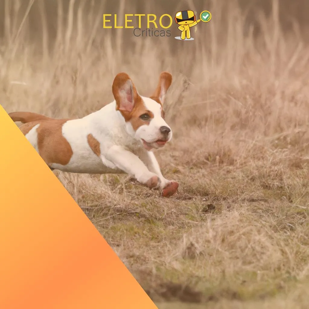 1345/top-5-melhores-livros-de-adestramento-para-caes