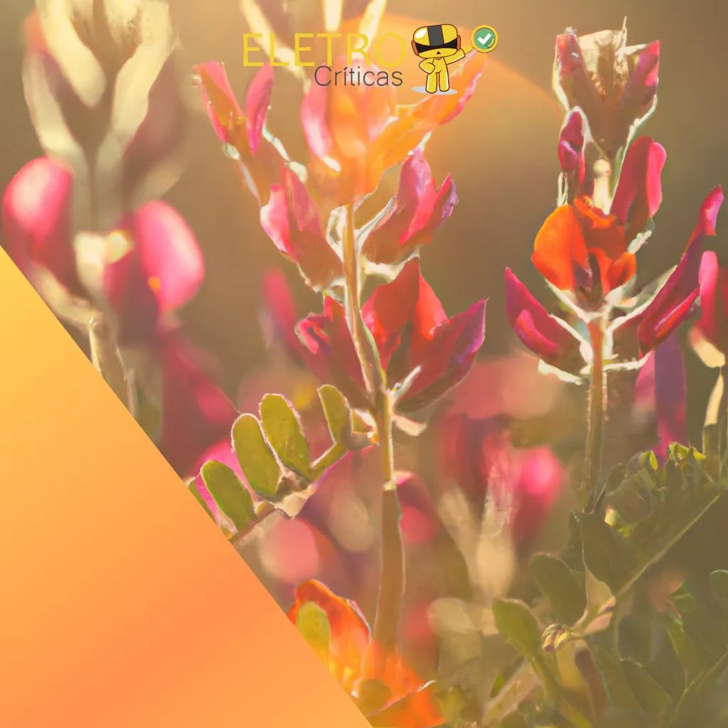 3743/top-6-melhores-astragalus-de-