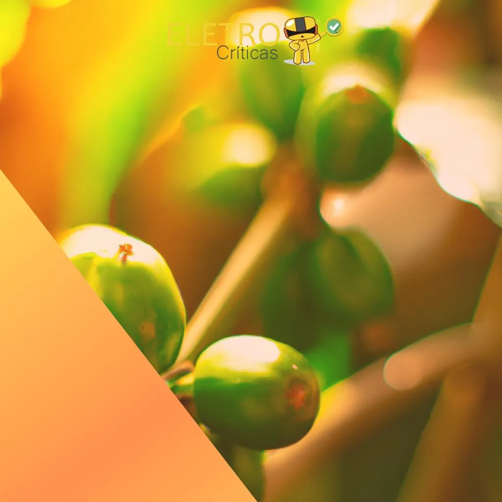539/top-10-melhores-cafe-verde-green-coffee-de-