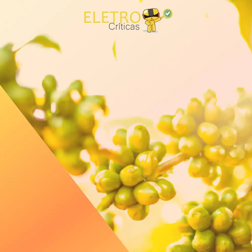539/top-10-melhores-cafe-verde-green-coffee-de-