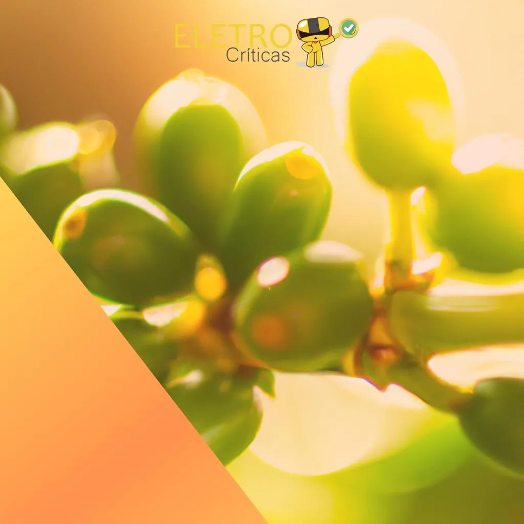 539/top-10-melhores-cafe-verde-green-coffee-de-