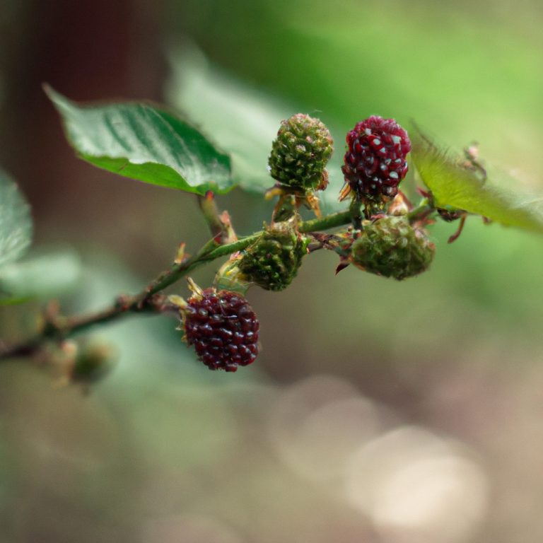 Descubra Como Fazer Mudas de Amora com Cuidado Plantas e Plantas